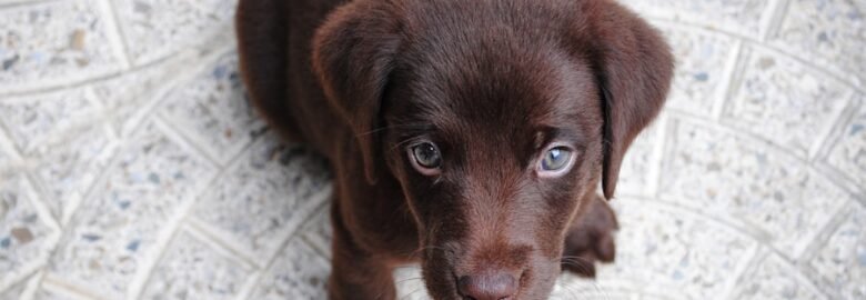 Shampoochees Doggy: Pet Shop In Doornpoort, Pretoria